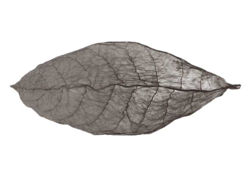 Màu sắc lá xì gà đen có hương vị đậm đà